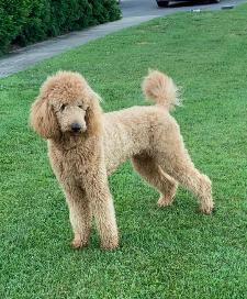 Maryland Lab Puppies