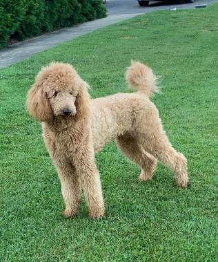 Maryland Lab Puppies