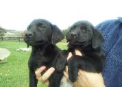 Labrador Litter