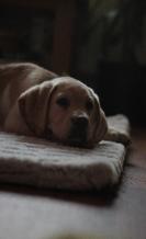 Maryland Lab Breeder